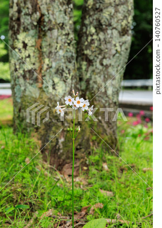 Primrose (Primula japonica) at Lake Chuzenji (Nikko City, Tochigi Prefecture) Primrose (Primula japonica) at Lake Chuzenji (Nikko City, Tochigi Prefecture) 140760527