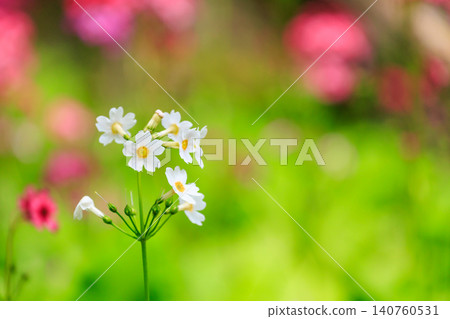 Primrose (Primula japonica) at Lake Chuzenji (Nikko City, Tochigi Prefecture) Primrose (Primula japonica) at Lake Chuzenji (Nikko City, Tochigi Prefecture) 140760531