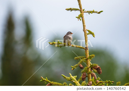 A Siberian Sparrow spotted in the Yukon Territory of Canada, perched on a coniferous tree. (Image of a wild bird) A Siberian Sparrow spotted in the Yukon Territory of Canada, perched on a coniferous tree. (Image of a wild bird) 140760542