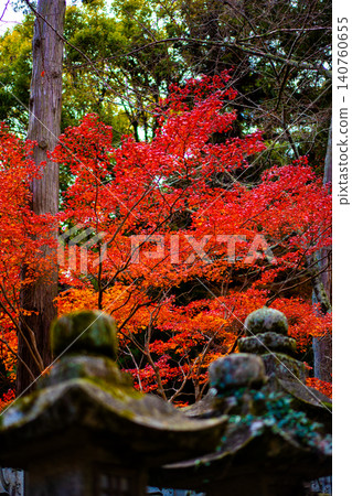 [香川縣中多戶郡]金比羅山的紅葉2 140760655