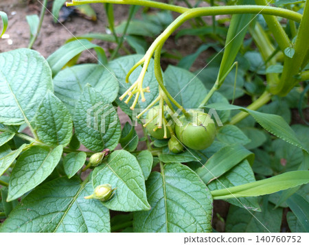 Potato flower seeds (Kitaakari variety) 140760752
