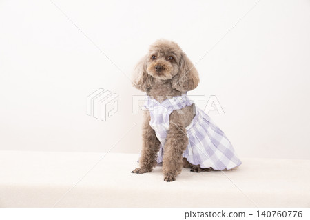 一隻穿著白色衣服的玩具貴賓犬,背景是白色的。 一隻穿著白色衣服的玩具貴賓犬,背景是白色的。 140760776