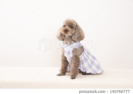 一隻穿著白色衣服的玩具貴賓犬,背景是白色的。 一隻穿著白色衣服的玩具貴賓犬,背景是白色的。 140760777