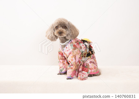 A toy poodle in a pink kimono against a white background. A toy poodle in a pink kimono against a white background. 140760831