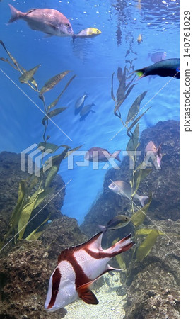 花蓮海洋水族館 140761029