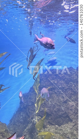 花蓮海洋水族館 花蓮海洋水族館 140761030