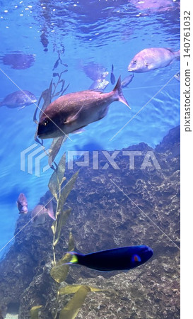 Hualien Ocean Aquarium 140761032
