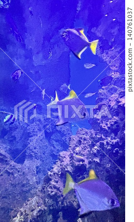 花蓮海洋水族館 花蓮海洋水族館 140761037