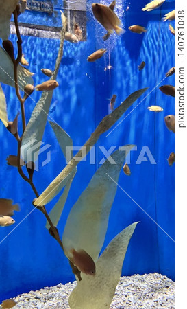 花蓮海洋水族館 140761048
