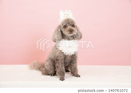 A location shoot featuring a pink bag and a toy poodle celebrating its birthday. 140761072