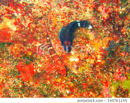 伊豆大島上的一對鶇魚(處於繁殖期)。 伊豆大島上的一對鶇魚(處於繁殖期)。 140761144