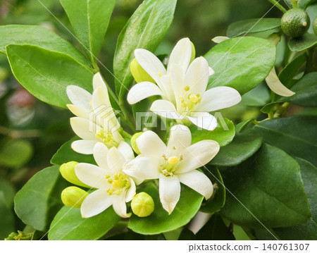White gardenia blossoms blooming beautifully in a lush green garden. 140761307
