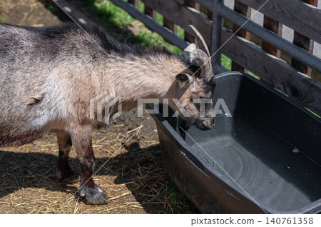 Goat drinking water from black trough in farmyard with wooden fence and green grass Goat drinking water from black trough in farmyard with wooden fence and green grass 140761358