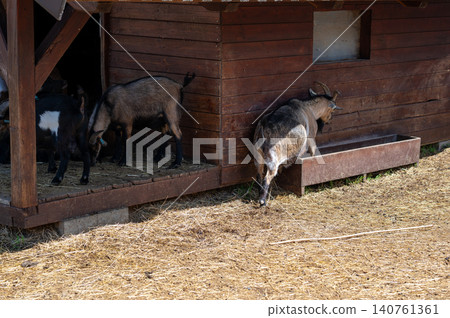 Goats feeding near wooden barn on sunny day with straw scattered on the ground Goats feeding near wooden barn on sunny day with straw scattered on the ground 140761361