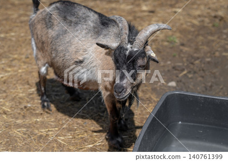Domestic goat with curved horns near water trough in sunny farmyard setting Domestic goat with curved horns near water trough in sunny farmyard setting 140761399