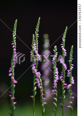 紫菀花(Spiranthes sinensis)和紫菀花(Spiranthes sinensis)的散景 紫菀花(Spiranthes sinensis)和紫菀花(Spiranthes sinensis)的散景 140761457