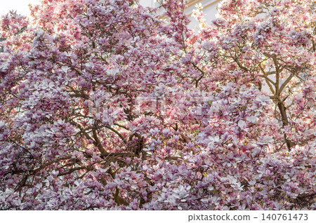 Blooming magnolia tree with pink and white flowers in springtime garden setting Blooming magnolia tree with pink and white flowers in springtime garden setting 140761473