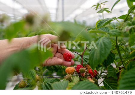 Hand harvesting ripe strawberries and raspberries in a greenhouse filled with lush greenery 140761479