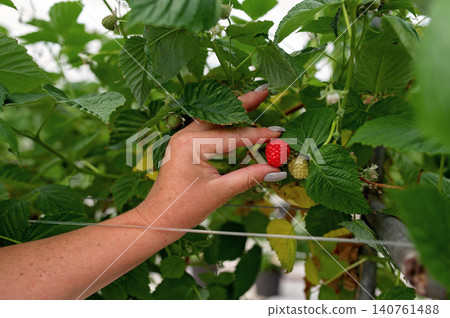 Hand picking ripe raspberry from green plant in greenhouse with strawberries nearby Hand picking ripe raspberry from green plant in greenhouse with strawberries nearby 140761488