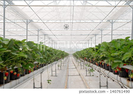 Greenhouse interior with rows of strawberry plants in pots, bright natural light filtering through Greenhouse interior with rows of strawberry plants in pots, bright natural light filtering through 140761490