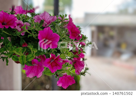 Pink petunia flowers in hanging basket with blurred background of garden and pathway 140761502