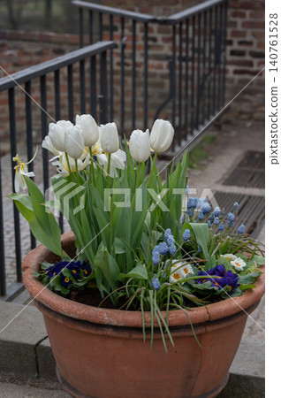 White tulips and blue flowers in terracotta pot on stone pathway near metal railing 140761528