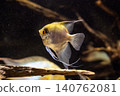 The graceful swimming of the Scalare angelfish - photographed at Kawasui Aquarium. 140762081