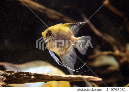 The graceful swimming of the Scalare angelfish - photographed at Kawasui Aquarium. The graceful swimming of the Scalare angelfish - photographed at Kawasui Aquarium. 140762081