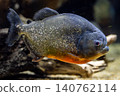 A piranha nattereri, characterized by its bright red belly - photographed at Kawasui Aquarium. 140762114