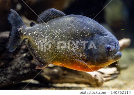 一條以鮮紅色腹部為特徵的納氏食人魚-攝於川水水族館。 一條以鮮紅色腹部為特徵的納氏食人魚-攝於川水水族館。 140762114