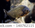 A piranha nattereri, characterized by its bright red belly - photographed at Kawasui Aquarium. 140762115