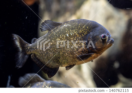 A piranha nattereri, characterized by its bright red belly - photographed at Kawasui Aquarium. A piranha nattereri, characterized by its bright red belly - photographed at Kawasui Aquarium. 140762115