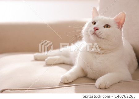 Cute white cat on sofa at home Cute white cat on sofa at home 140762265