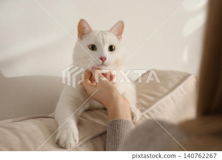 Young woman petting her beautiful white cat at home, closeup. Fluffy pet 140762267