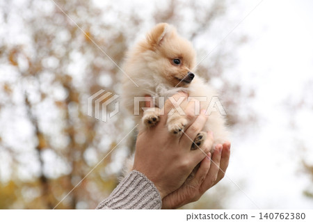 Man holding small fluffy dog outdoors on autumn day, closeup Man holding small fluffy dog outdoors on autumn day, closeup 140762380