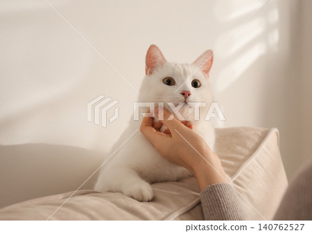 Young woman petting her beautiful white cat at home, closeup. Fluffy pet 140762527