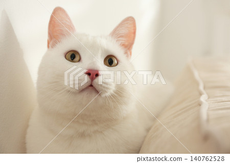Adorable khao manee cat at home. Fluffy pet 140762528