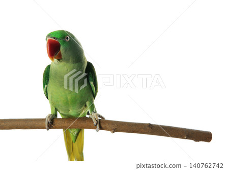 Beautiful Alexandrine Parakeet on tree branch against white background Beautiful Alexandrine Parakeet on tree branch against white background 140762742