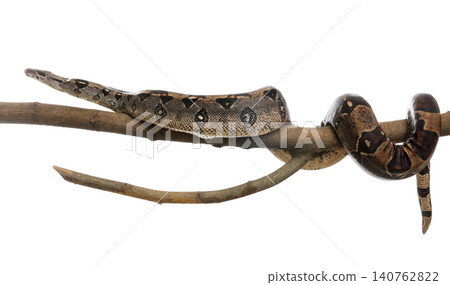 Brown boa constrictor on tree branch against white background Brown boa constrictor on tree branch against white background 140762822