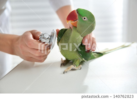Veterinarian examining Alexandrine parakeet in clinic, closeup Veterinarian examining Alexandrine parakeet in clinic, closeup 140762823