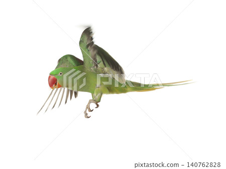 Beautiful Alexandrine parakeet flying isolated on white Beautiful Alexandrine parakeet flying isolated on white 140762828