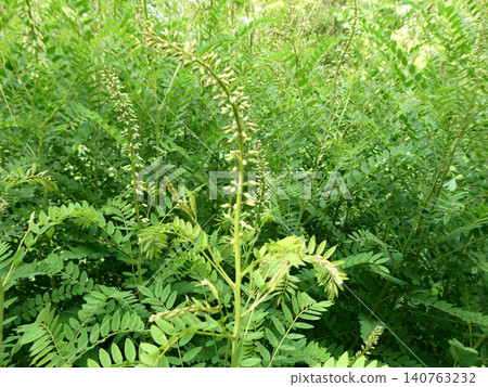 Sophora flavescens, a bitter stomachic and topical anthelmintic, has been used since ancient times in the medicinal herb garden of the Sendai City Wildflower Garden. 140763232