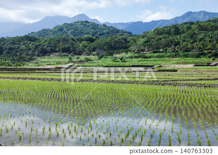 Rice paddies with mountains in Taiwan Rice paddies with mountains in Taiwan 140763303