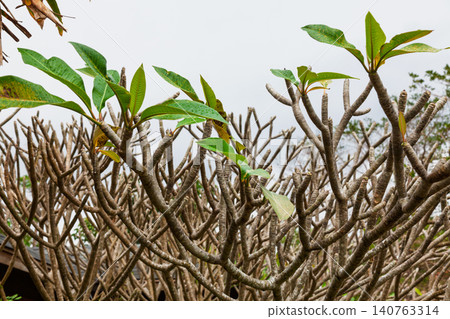 Plumeria trees with branching stems in Taiwan Plumeria trees with branching stems in Taiwan 140763314