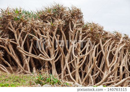 Coastal pandanus trees with branching trunks in Taiwan Coastal pandanus trees with branching trunks in Taiwan 140763315