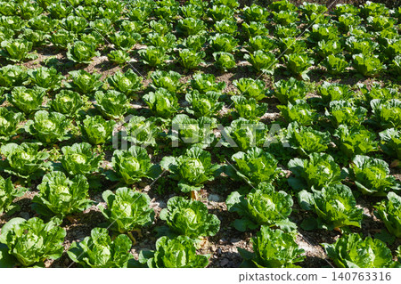 Lettuce crop rows in Taiwan field Lettuce crop rows in Taiwan field 140763316