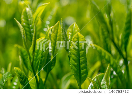 Sprout tea field 140763712