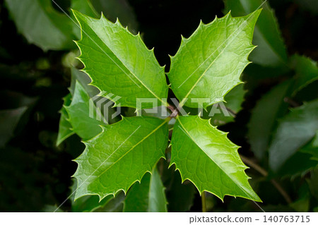 Holly Holly 140763715
