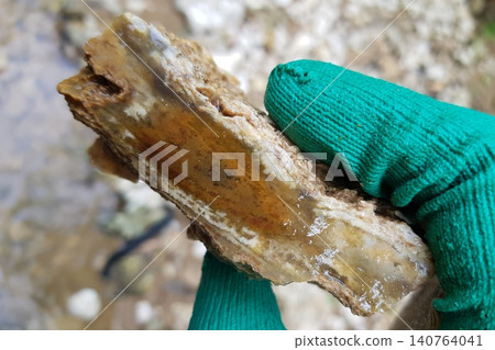 Gloved hand displays a wet, rustic chalcedony rock, freshly plucked from a stream bed after downpours, showcasing its raw, natural charm Gloved hand displays a wet, rustic chalcedony rock, freshly plucked from a stream bed after downpours, showcasing its raw, natural charm 140764041