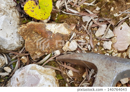 Rough chalcedony specimen discovered, a geologist's pickaxe pointing at it on earthy ground. Surrounded by pebbles, dry foliage, and a bright yellow leaf Rough chalcedony specimen discovered, a geologist's pickaxe pointing at it on earthy ground. Surrounded by pebbles, dry foliage, and a bright yellow leaf 140764043